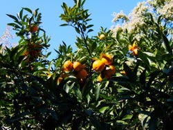 Orange tree